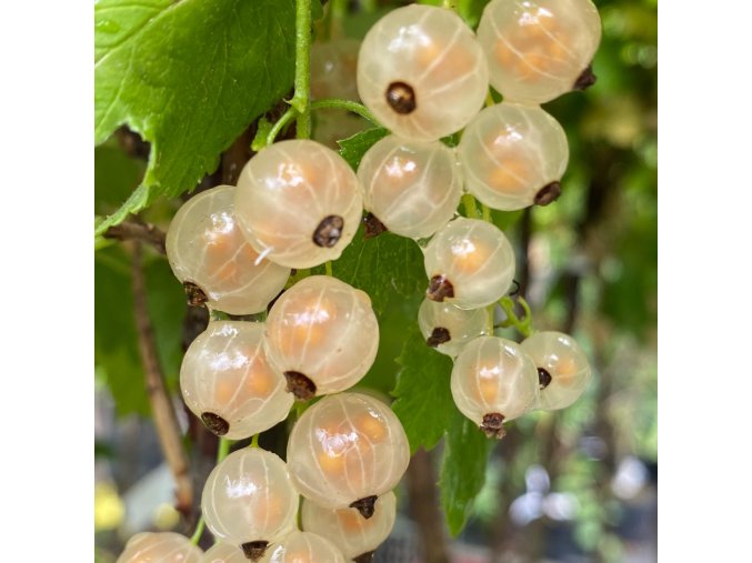 Ribes album Weisse Versailles - rybíz BÍLÝ