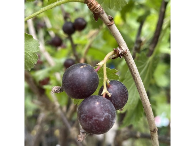 Ribes nidigrolaria kmínek - josta