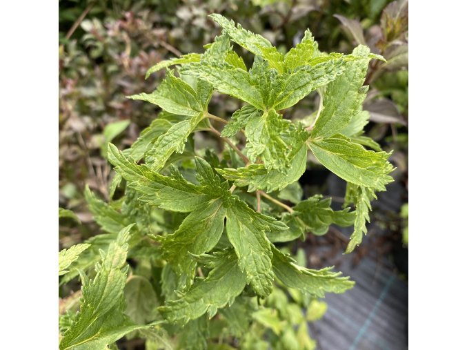 Ribes nigrum 'Laciniata' - rybíz černý