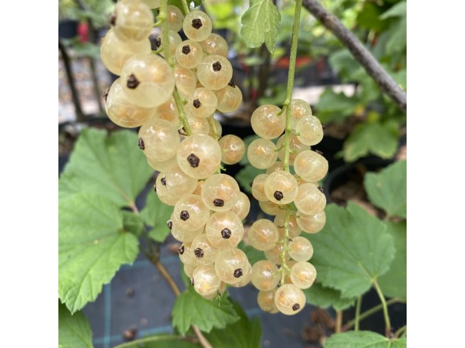 Ribes rubrum 'Victoria' - rybíz bílý