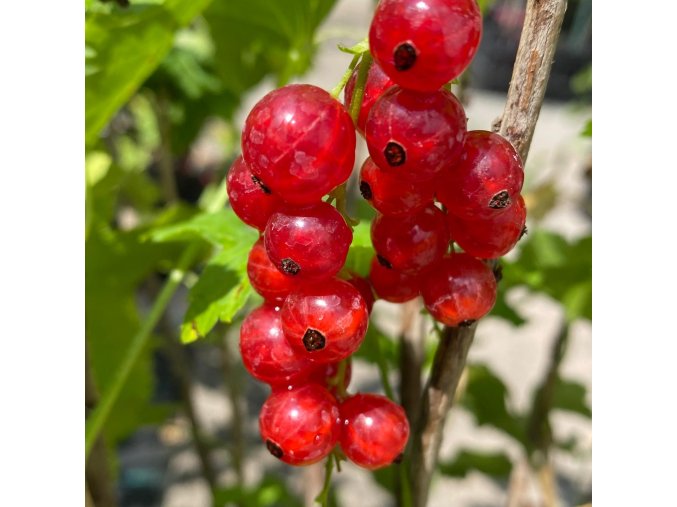 Ribes rubrum ROLAN - rybíz červený