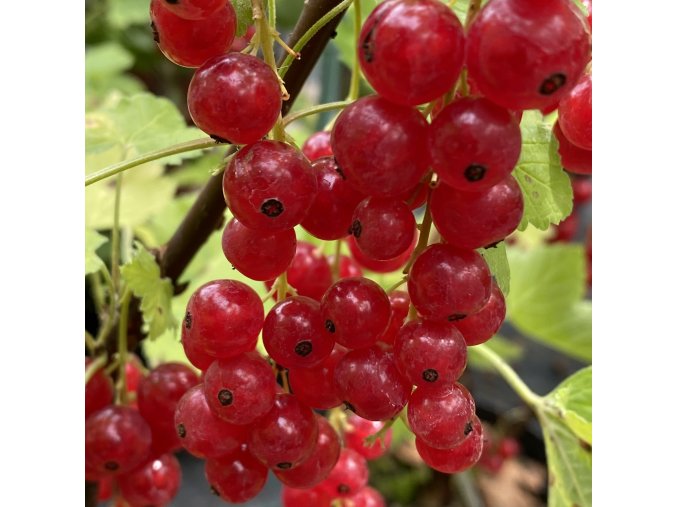 Ribes rubrum ROLAN kmínek - rybíz červený