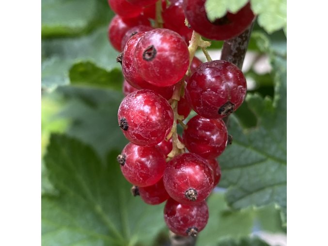 Ribes rubrum Rubigo - rybíz červený
