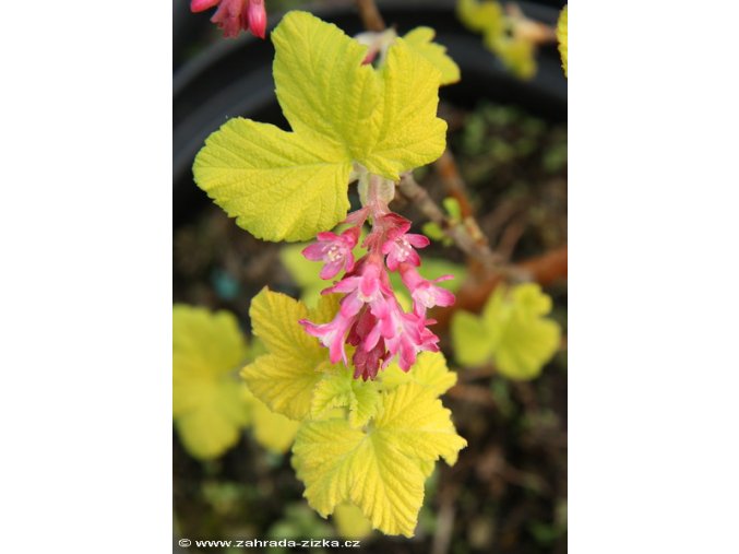 Ribes sanguineum 'Brianjou' - meruzalka krvavá