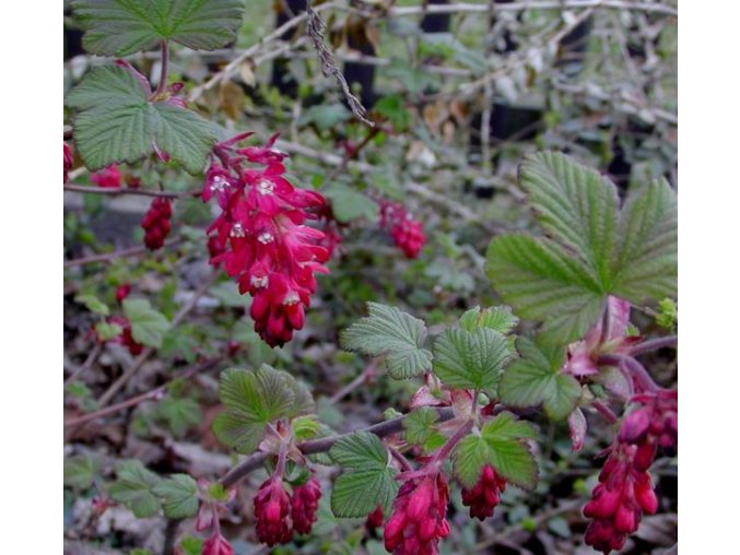 Ribes sanguineum 'King Edward IV' - meruzalka krvavá
