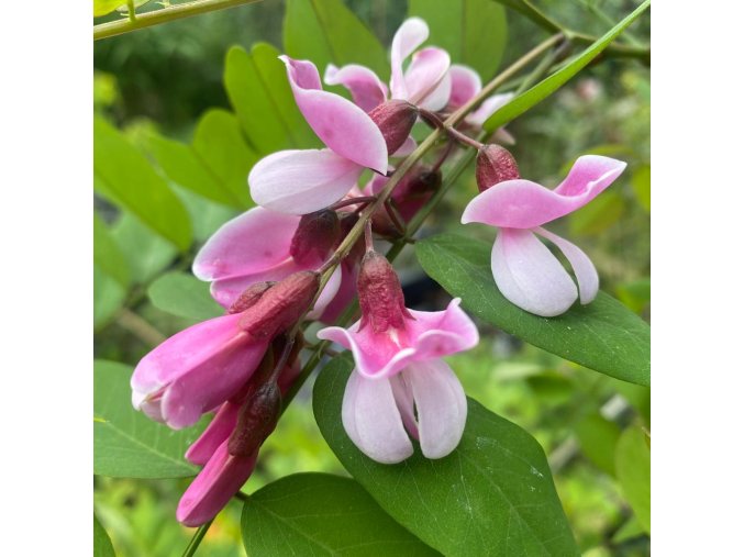 Robinia 'Anna Irena' - akát