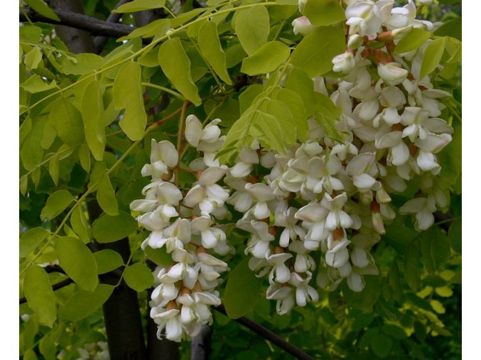 Robinia pseudoacacia 'Frisia' - trnovník akát