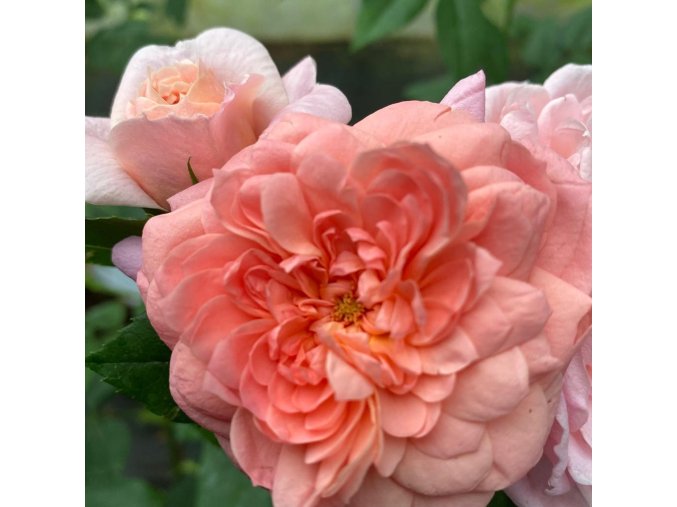 Rosa 'Abraham Darby' - růže anglická