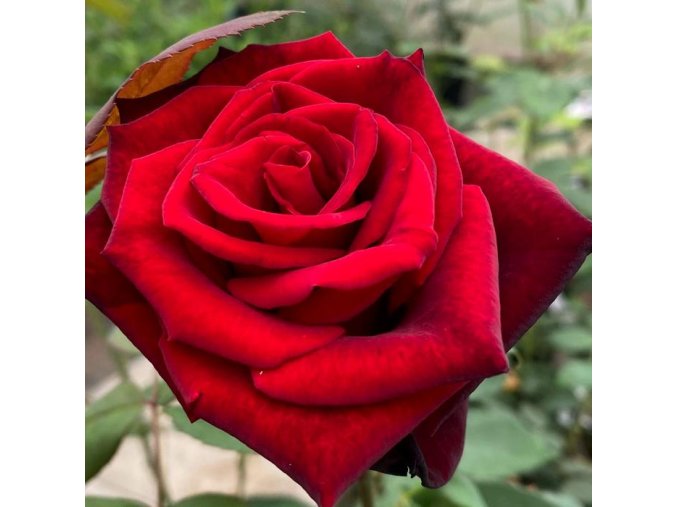 Rosa 'Barcarolle' - růže velkokvětá