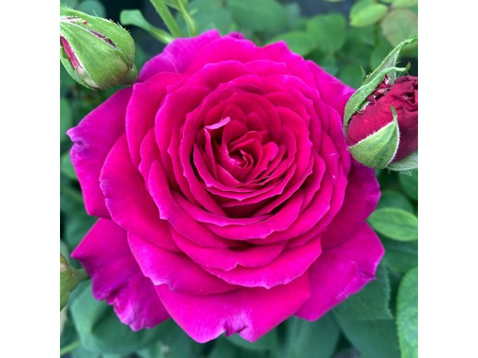 Rosa 'Big Purple' - růže VELKOKVĚTÁ