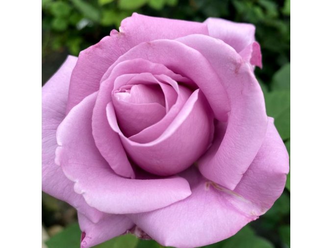 Rosa 'Blue Nile' - růže VELKOKVĚTÁ