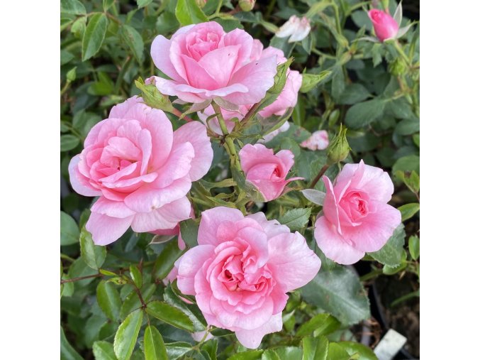 Rosa 'Bonica82' - růže