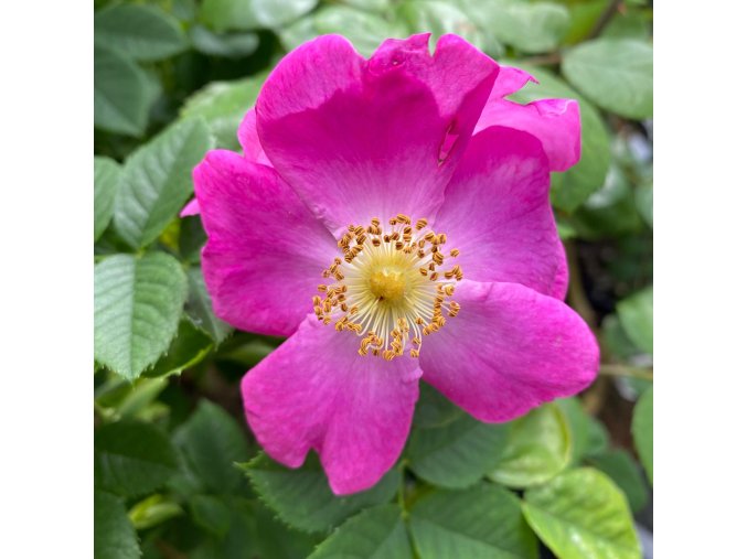 Rosa canina 'Kiese' - růže šípková