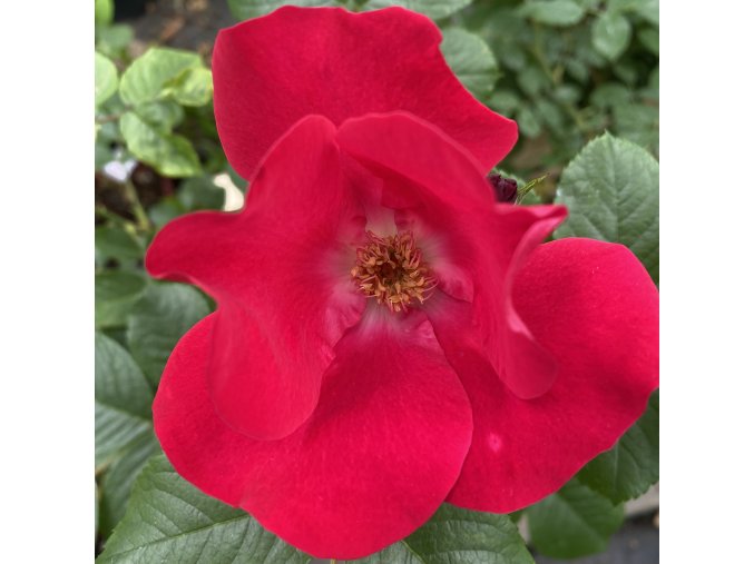 Rosa 'Capa Magna' - růže sadová