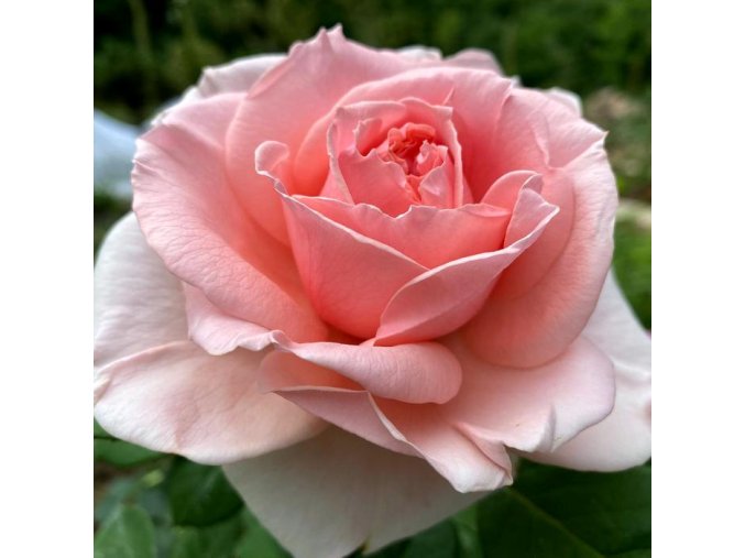 Rosa 'Castilena Moravica' - růže VELKOKVĚTÁ