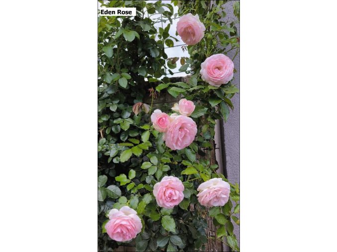 eden rose