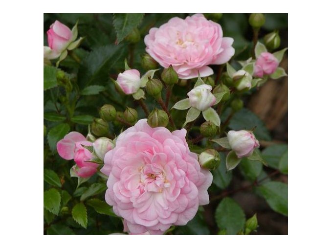 Rosa 'Fairy' - růže pokryvná