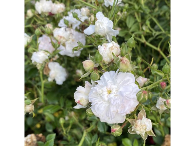 Rosa 'Fairy White' - růže půdopokryvná