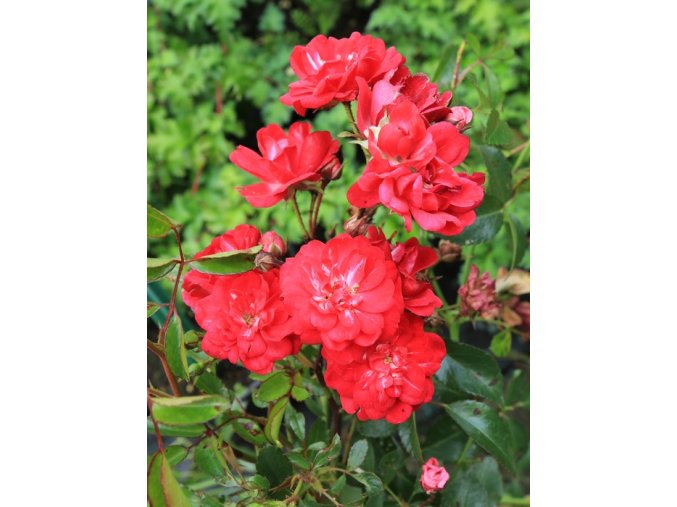 Rosa 'Fairy Queen' - růže půdopokryvná