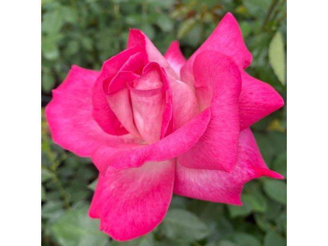 Rosa 'Gaujard' - růže VELKOKVĚTÁ
