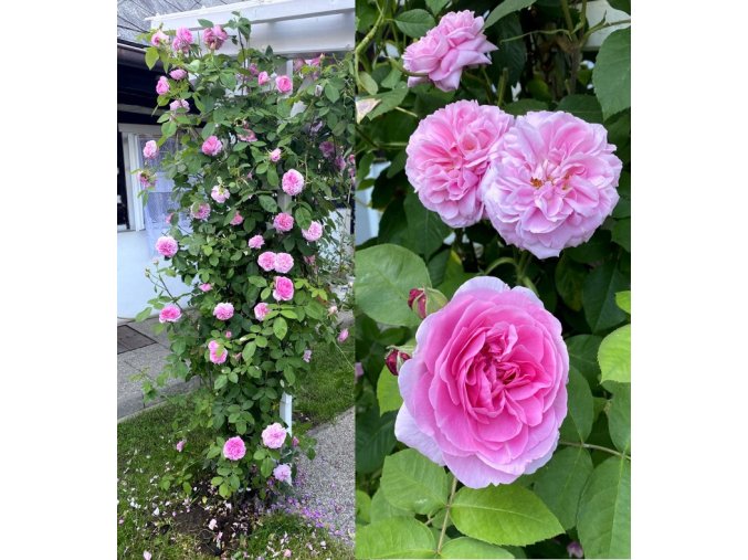 Rosa 'Gertrude Jekyll' - růže pnoucí