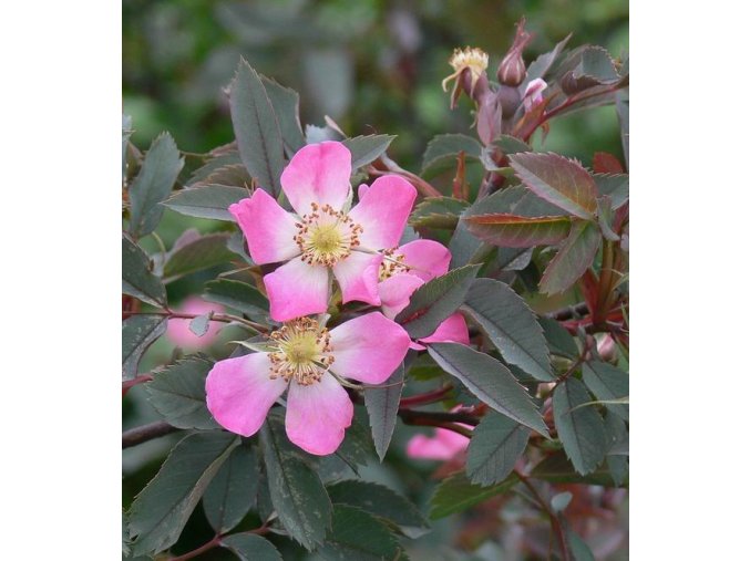 Rosa glauca - růže sivá