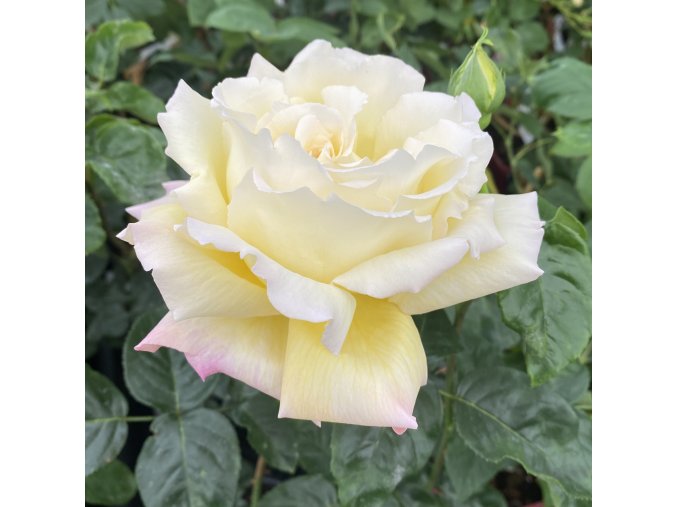 Rosa 'Gloria Dei' - růže VELKOKVĚTÁ