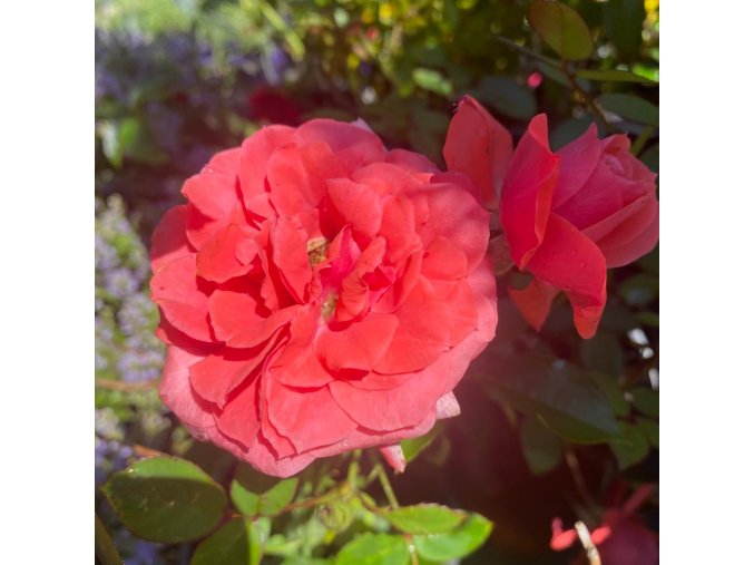 Rosa 'Heidetraum' - růže půdopokryvná