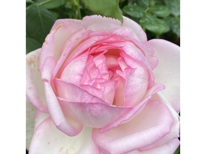 Rosa 'Honoré de Balzac' - růže VELKOKVĚTÁ