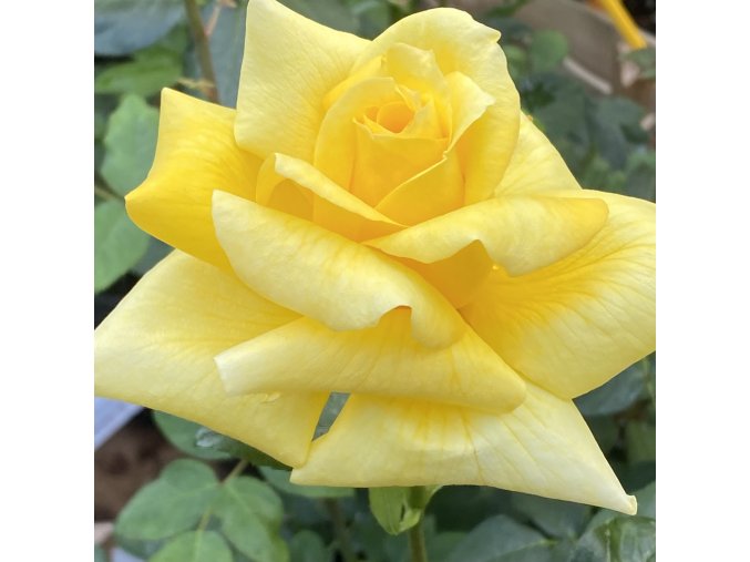 Rosa 'Landora - růže velkokvětá