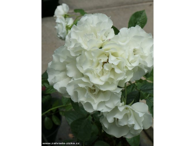 Rosa multiflora 'Máňa Böhmová' - růže mnohokvětá