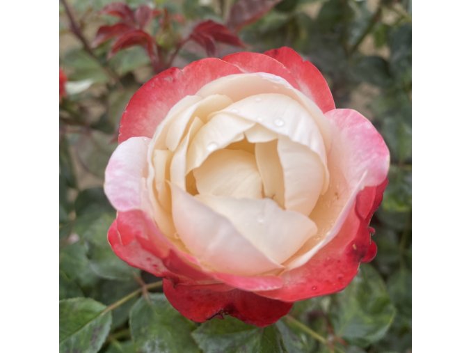 Rosa 'Nostalgie' - růže VELKOKVĚTÁ