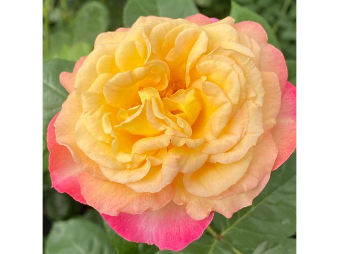 Rosa 'Oriental Express' - růže velkokvětá
