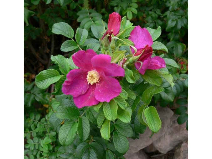 Rosa rugosa - růže svraskalá