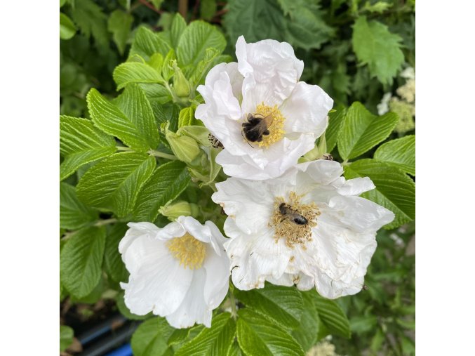 Rosa rugosa 'Alba' - růže svraskalá