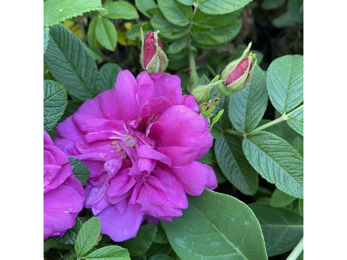 Rosa rugosa 'Exception'® - růže svraskalá