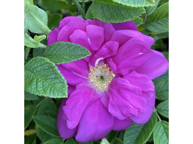 Rosa rugosa 'Passion' - růže svraskalá