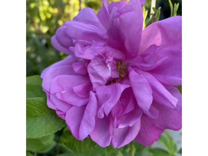 Rosa rugosa 'Passion' - růže svraskalá