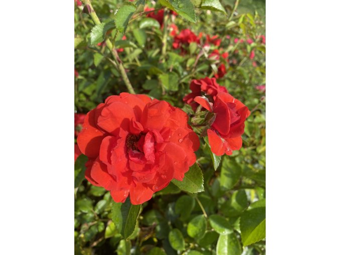 Rosa 'Scarlet Bonica' kmínek - růže mnohokvětá