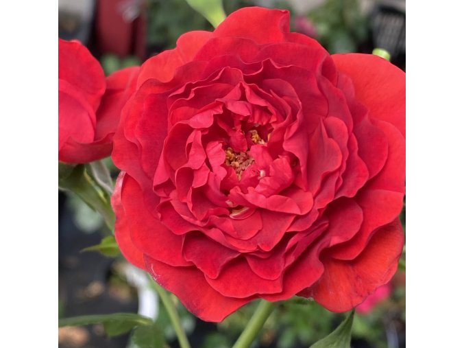 Rosa 'Scarlet Bonica' kmínek - růže mnohokvětá
