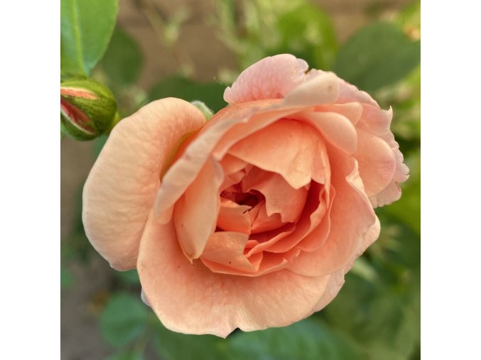Rosa 'SHROPSHIRE LADY' - růže anglická
