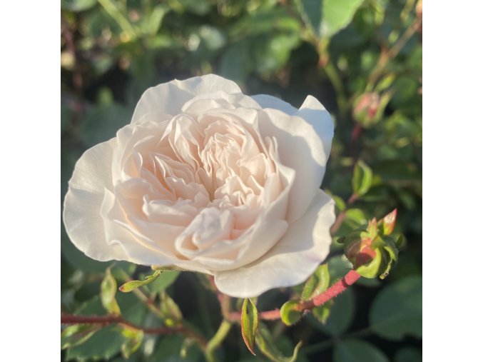 Rosa 'Schneeflocke' - růže půdopokryvná