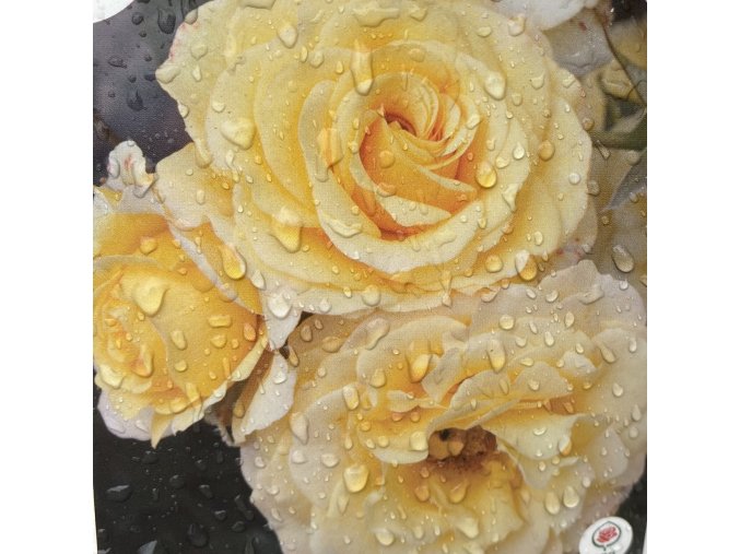 Rosa 'Sunmaid' kmínek - růže mnohokvětá
