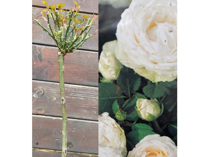 Rosa Topolina bílá kmínek - růže drobnokvětá