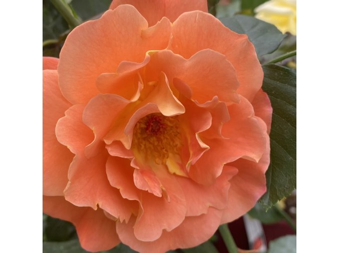 Rosa 'Westerland' - růže PNOUCÍ
