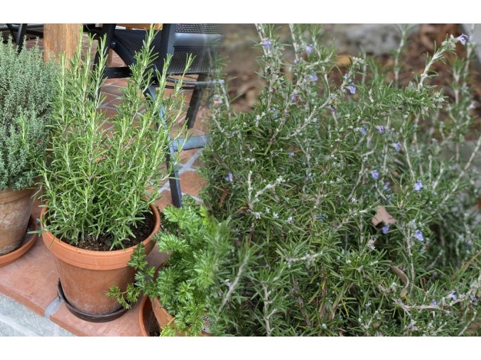 Rosmarinus officinalis - rozmarýn lékařský