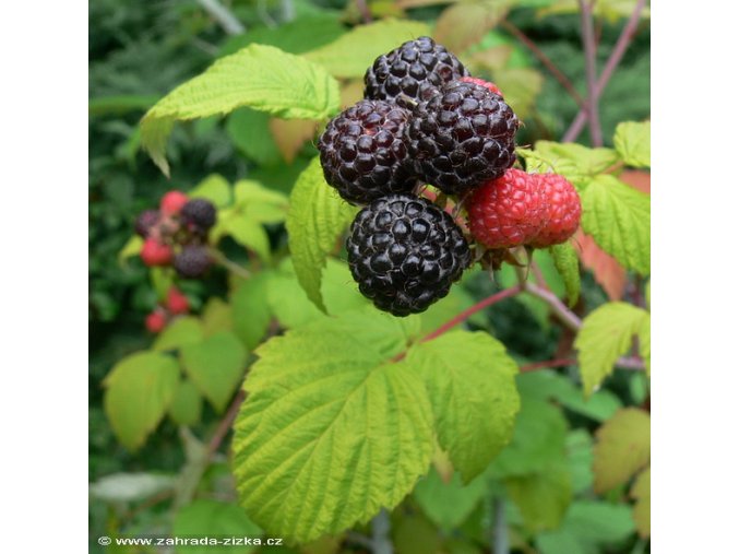 Rubus 'Bristol' BLACK JEWELL - malina černá