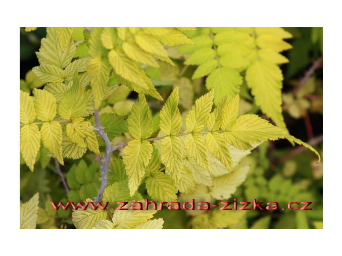 Rubus cockburnianus 'Golden Vale' - okrasný ostružiník