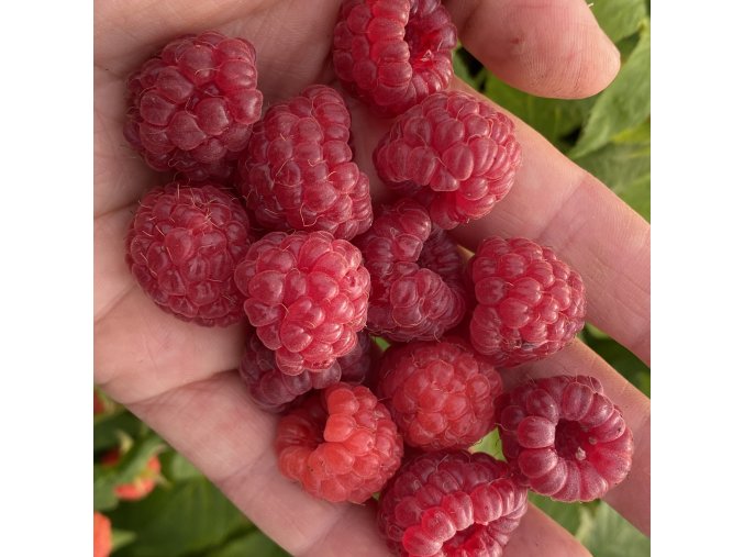 Rubus idaeus 'Bohéme' - maliník stáleplodící