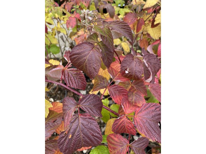 Rubus idaeus 'Malling Passion'® - maliník fialový, stáleplodící